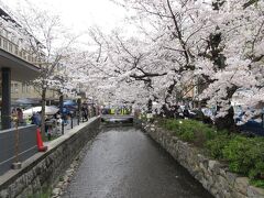 高瀬川沿いも満開だし
　