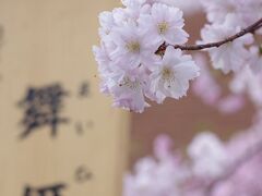 造幣局桜の通り抜け