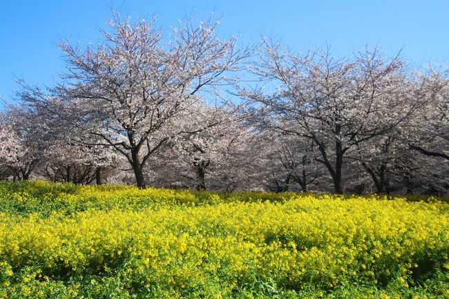 Amazon.co.jp: 期間限定≪直書き23面11体≫群馬 宝徳寺（御朱印