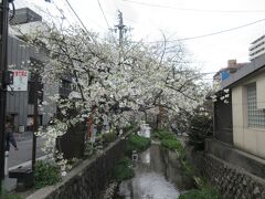 四条小橋から高瀬川を見ると、川の上に桜が咲いてました。