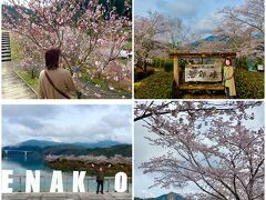 まずは恵那峡からスタートしました。
桜は満開で、花桃もきれいに咲いてきれいでした♪