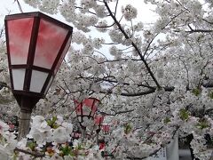 みしまザクラというそうです。
三島市の市の花です。