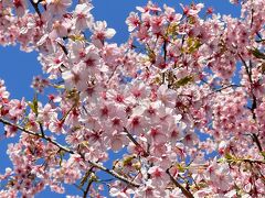 早咲きの桜をズームします♪

濃いピンクの色が青空に映えますね！！