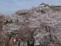 下から見上げると桜の要塞のようだ。