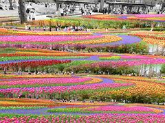 大花壇のある北ゾーンへ。
チューリップが咲き乱れ赤白黄色紫ノレイアウト、
チューリップのコントラストが「虹」のよう見事に。
大花壇は色とりどりのチューリップ。