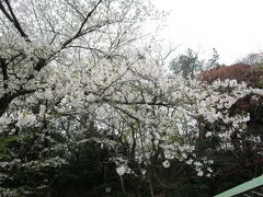 飛鳥山公園
八代将軍・徳川吉宗は1737（元文2）年に「王子権現」へ「飛鳥山」を寄進し、桜を植樹。その後、江戸庶民の行楽地として開放し、桜の名所となった。