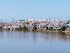 鶏屋野潟まで　自転車で行きました