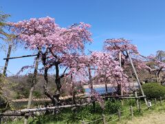 北山貯水池
　貯水池の南側は、既に咲き終わっている桜もありましたが、
　枝垂れ桜が美しく咲いていました。
