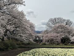 山高神代桜