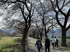 眞原桜並木