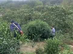 茶摘みスタート
想像していた茶畑とは違って、山の斜面に自然に自生しているような未整備なものです。