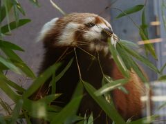 ２ヶ月ぶりに会ったルールーくんは、お父さんお母さんと別れ一人部屋に住んでいました。金網コリドーにはシャッターが降りているので行くことが出来ません。

https://youtu.be/SsmiE1INO7c