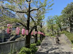 神田川沿いにある江戸川公園にある桜並木。
だいぶ葉桜になってきていました。