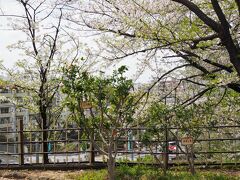 さあ、吉宗の時代から桜の名所と言われる飛鳥山公園ですよ。