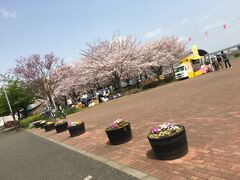 この日は桜満開の時期だったので実家の近くの公園をまずブラつく