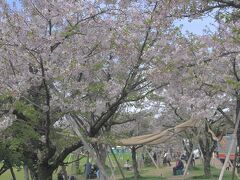 　　　“てんしば” では、花見を楽しまれる方が…

　　　それよりも大型のトラック(写真右下)の出入りが激しい
　　　週末に開催される音楽フェスの舞台設置の為
　　　とてもとても、わちゃわちゃしていたので…