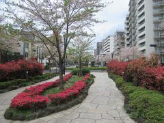 植物園から5分ほど、桜の名所として知られる播磨坂に立ち寄りましたが、ここでもツツジが咲き始めていました。
