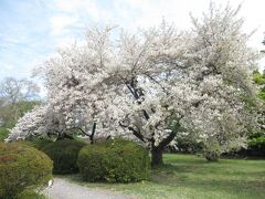 知人からまだ桜がきれいだよという話を聞き、東京大学の付属施設である小石川植物園に行ってきました。
まだ満開の桜もあり、可愛らしい園児たちが桜の木の下で花見を楽しんでいました。