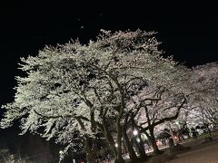 霞城観桜会