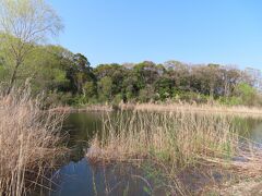舎人公園　自然観察池