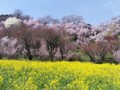 歩いて2分くらいで画像の景色です、菜の花に、トウカイ桜、ハクモクレンに美しい福島の春です
