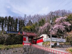 二本松駅に到着して歩いて15分くらいで蓮華寺です、樹齢350年のしだれ桜が綺麗に咲いてます、二本松藩10万石の城下町だったこともあり歴史あるお寺が多く、境内には樹齢300年以上のしだれ桜やエドヒガン桜が多く植えられていて美しい春の風景を楽しめます