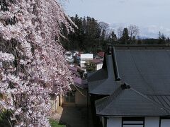 樹齢400年以上のしだれ桜の鏡石寺