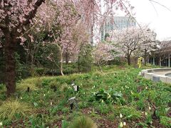 　清水谷公園から、東京ガーデンテラス紀尾井町内のビオトープになっている光の森を通り抜け、芽生えの庭にやってきました。昨日、桜は満開になったとの報道でしたが、あいにく今日は気温が上がらず、桜の下の白いチューリップの花がみな閉じています。