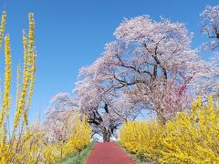 レンギョウにソメイヨシノで言葉のいらない美しさです