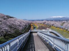 しばた千桜橋にあがります千本桜に蔵王連峰です！空気も爽やかで心地よいですね！