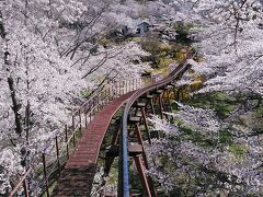 船岡平和観音に、あがるスロープカーに乗車しました約5分間 桜のトンネルのを楽しめます

