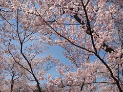 空の青さも桜色に侵食された様