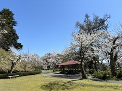そして、次に行ったのは福井市内の足羽山公園

前夜、寿司とよで、明日は「あしばやま公園」に行ってみると話したら、？？？な顔をした後で「あすわやま公園ね」と言われました^^;

しかし、ここは思ったほど桜の木はなく、また、展望台からは足羽川の桜並木が見えると思ったら遠すぎるし、木が邪魔だし、でイマイチでした（お花見としてはイマイチという意味で、公園がイマイチなわけではありませんので^^;）