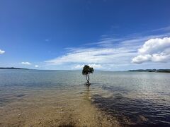 ご飯を食べたらドライブへ。
前日の夕方に見に来た、名蔵湾の一本ヒルギ。
青空にも映えるな。