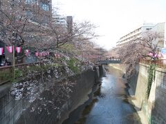 目黒川(桜並木)