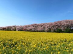 権現堂桜堤