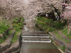 川越氷川神社裏　新河岸川の約500m桜並木




