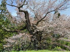 光厳寺はヤマザクラが有名。