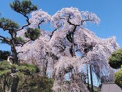 油井小学校のしだれ桜