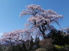 栗木内の桜