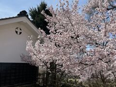 もうひとつのポイントに行きます。こちら桜もきれいで人も少なくいい感じ。
