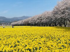 この日の目的はこちら、満開の桜と満開の水仙。

昨年ちーちゃんのこの旅行記を見て、「来年は必ず行こう」と思っていたのでした。
https://4travel.jp/travelogue/11818762