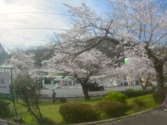 木野山駅の桜並木