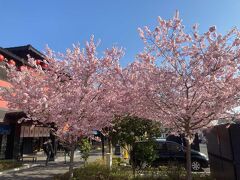 8時前に西武秩父駅に到着
東京は桜が散ってるけど、秩父はまだ満開