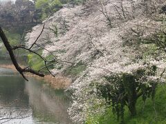 桜も凄いが、人も凄い。