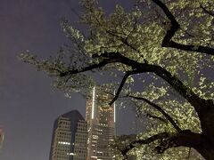 掃部山公園の夜桜とランドマークタワー