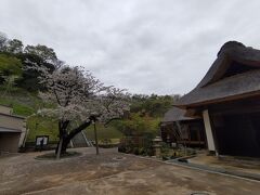 金沢八景駅の隣に造園整備された「金沢八景権現山公園」に寄る。
シンボルツリーとなっている保存されたソメイヨシノの大木。