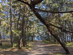 三保の松原

13時30分
世界遺産の三保の松原にやって来ました。

富士山が望める浜で松林が広がっています。
それにしても、なぜここが世界遺産なのでしょうか…。