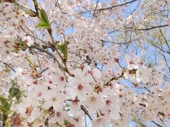 韓国の桜も満開でした。