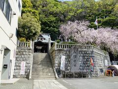 まずは「根岸森林公園」に行くのですが、途中「根岸八幡神社」の前を通りました。
しだれ桜も見事です。